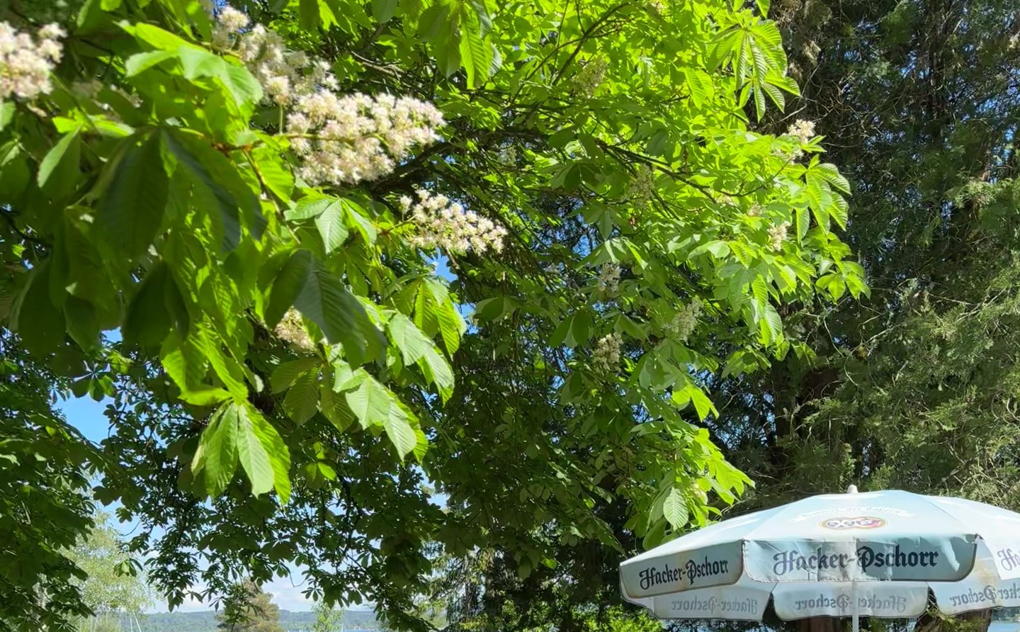 Blühende Kastanie über dem Biergarten, daneben ein Sonnenschirm
