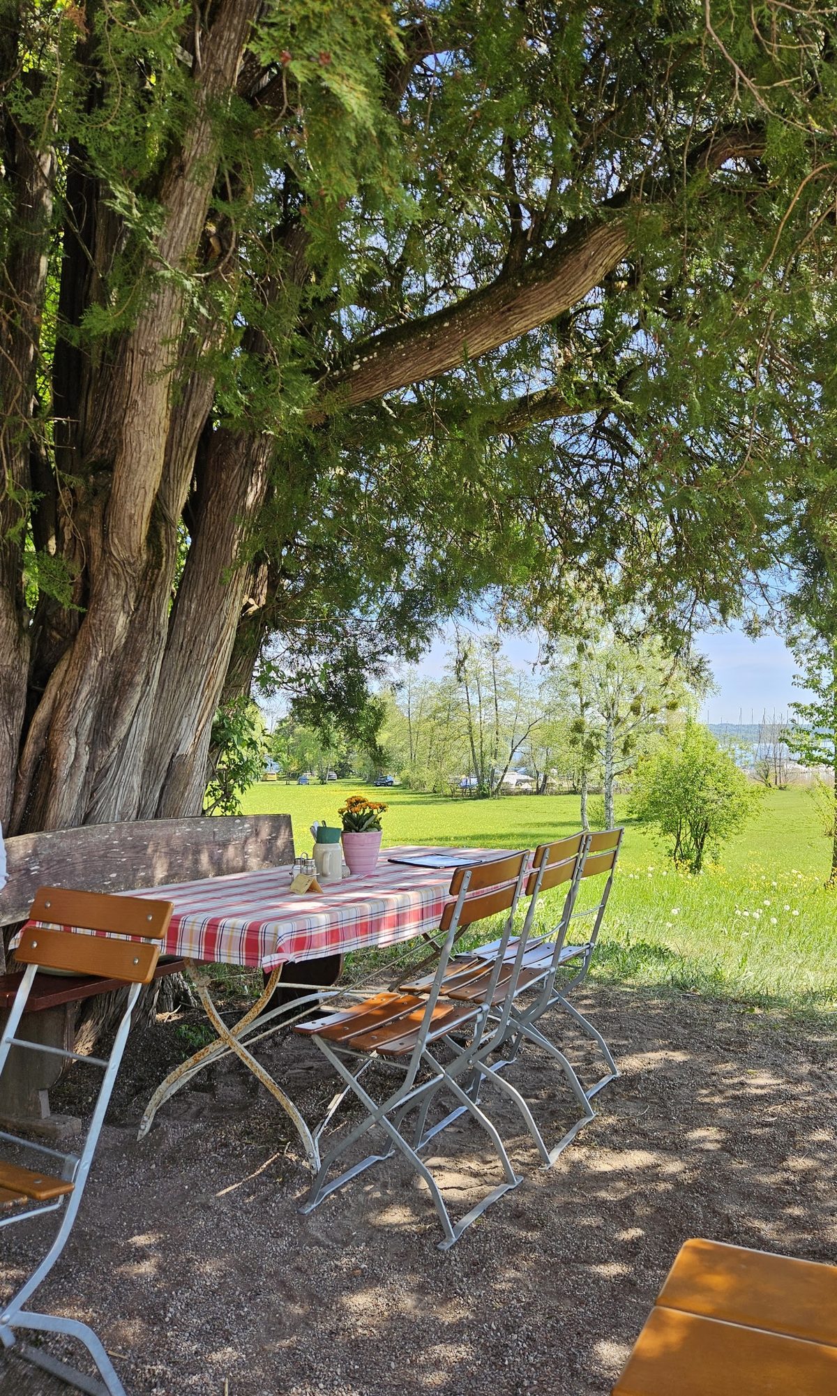 Gedeckter Biergartentisch unter einem alten Baum mit Blick auf die Wiese